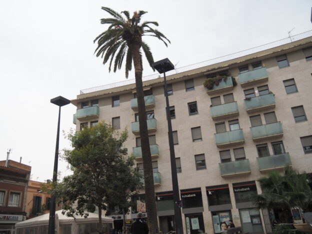 La palmera de la Plaça Mossèn Homar s'està morint sense trobar-hi solució