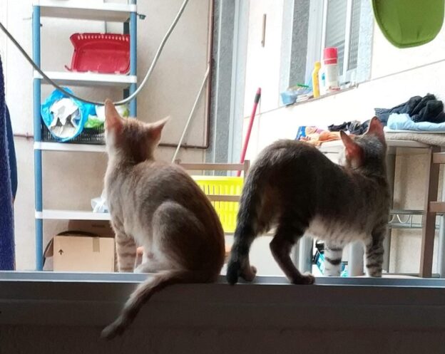 Quants animals domèstics viuen a l’Hospitalet de Llobregat?